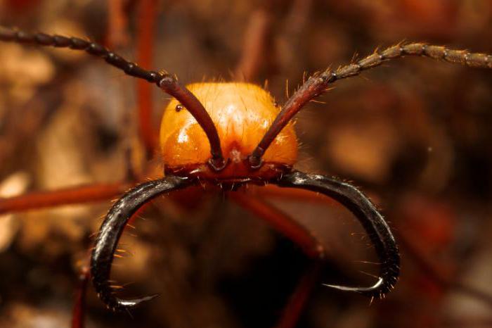 koczownicze mrówki opis