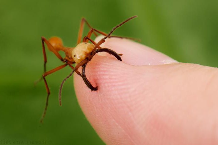 formigas nômades características