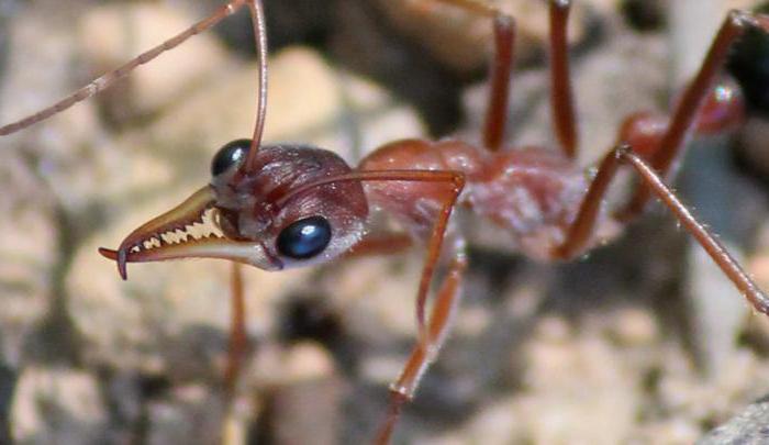кочові мурахи середовище проживання