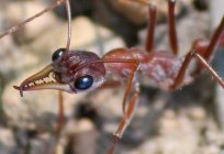 Качавыя мурашкі: апісанне, асаблівасці, цікавыя факты і водгукі