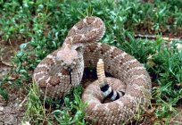 Najbardziej niebezpieczny wąż na świecie: ocena, funkcje i ciekawe fakty