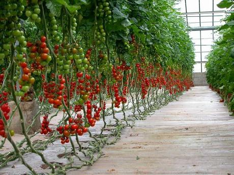 トマトの温室効果