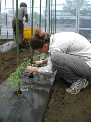 planting tomatoes in the greenhouse