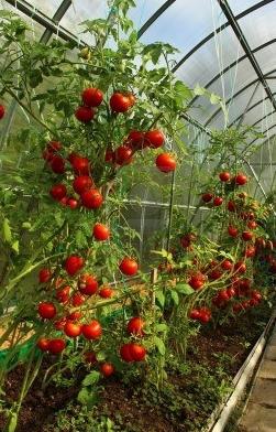水のトマトの温室効果