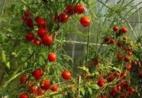 西红柿的温室。 微妙的不断增长