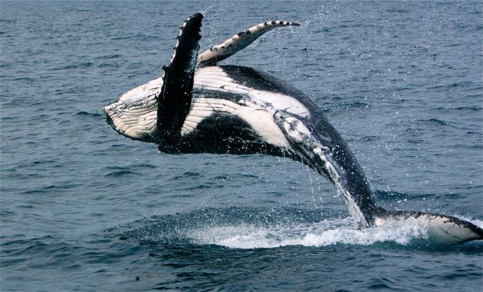 co ma wieloryby w morze