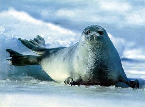 каспійський тюлень фото