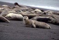 The Caspian seal: description of the animal
