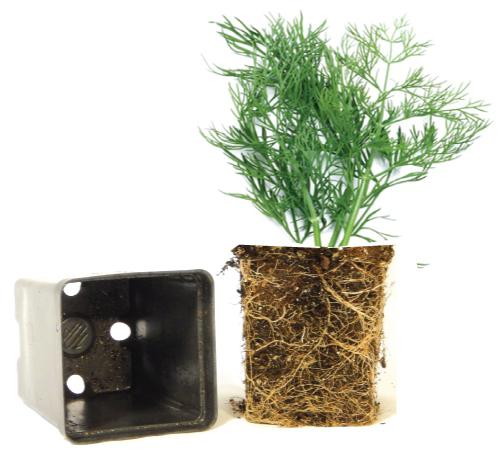 Dill. The cultivation of fennel. The selection of varieties.