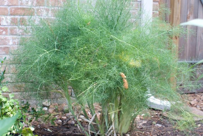 the Cultivation of fennel in the summer cottage: the secrets.