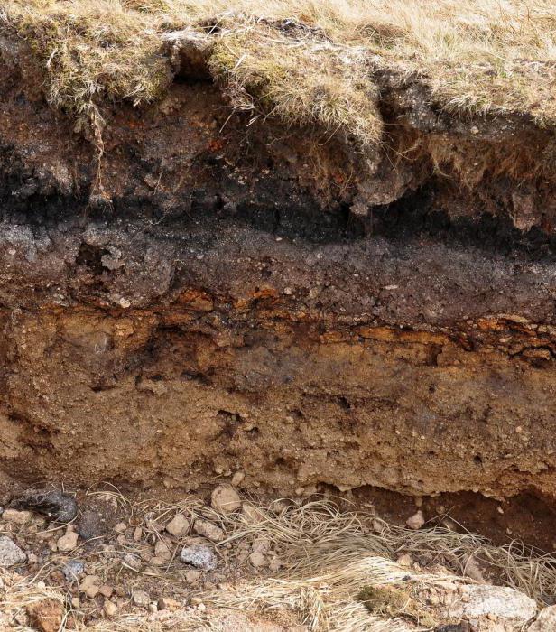 Horizons of a soil profile