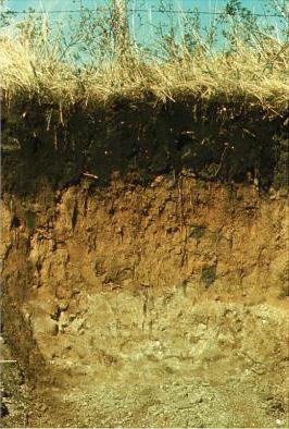 土壌の土壌