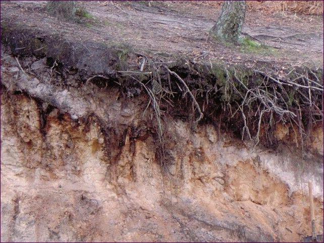 Soil profile podzol soils