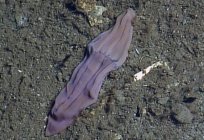 Morskie zwierzę fioletowe skarpety