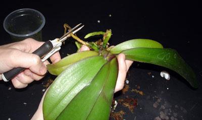 wie zu verpflanzen phalaenopsis