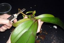 Orchidee Phalaenopsis. Pflege und Zucht