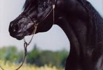 Arabische Pferde - das Geschenk Gottes