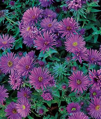 how to plant Aster seedlings