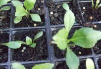 Cómo plantar el aster en las plantas de semillero y tener una gran jardín de flores?