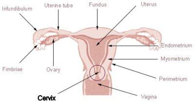 the cells of the endocervix