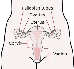 the thickness of the endocervix