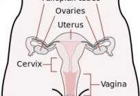 Endocervix - यह क्या है? कार्यों के endocervix