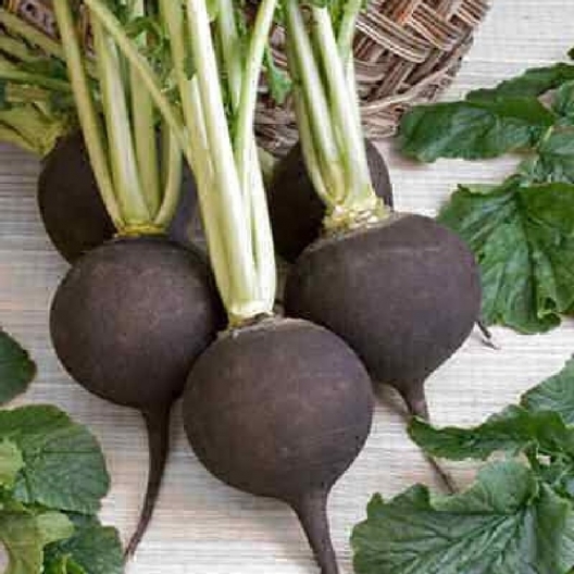 Useful properties of black radish for the body