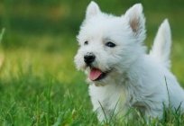 El west highland white terrier - raza de perro de publicidad 