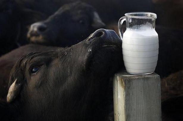 буйволине leite