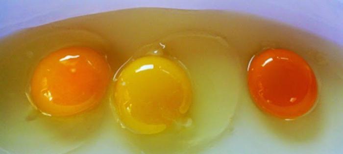 لماذا دجاجة تضع بيضها دون شل