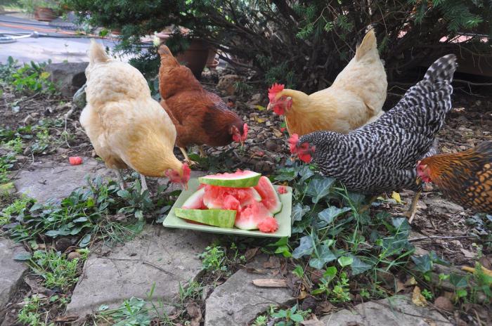 was füttern die Hühner Hennen zu Hause