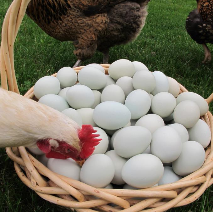 tavuk yumurta kabuğu olmaksızın