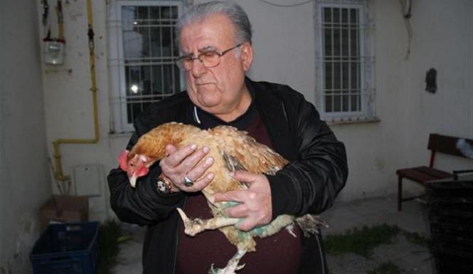 galinhas carregam os ovos com o pano macio скорлупой