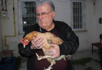 Warum Hennen legen Eier ohne Schale? Was füttern die Hühner-Hennen zu Hause
