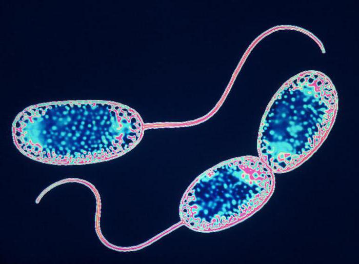 нитрифицирующие бактерії