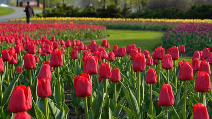 el enigma sobre el tulipán