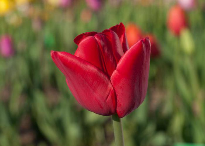 o mistério sobre uma tulipa para crianças