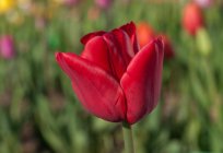 Rätsel über die Tulpe: die Entwicklung von Kindern