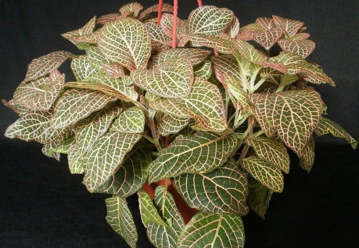fittonia in the home