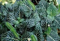 Фіттонія: догляд в домашніх умовах за цим теплолюбних рослиною