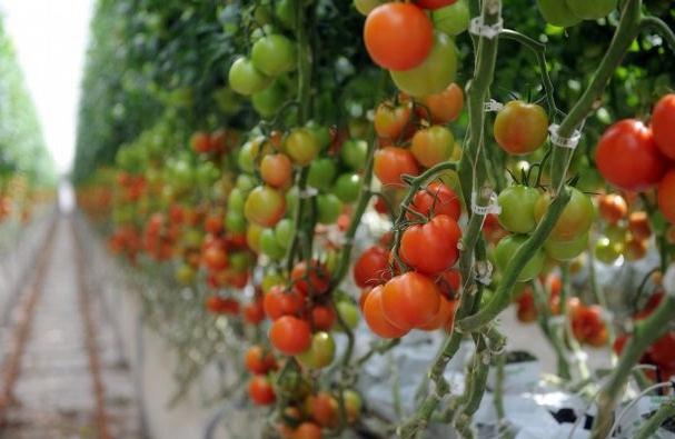 die Fütterung von Tomaten Asche