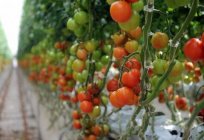 A adubação de cobertura de tomate em estufa: recomendações