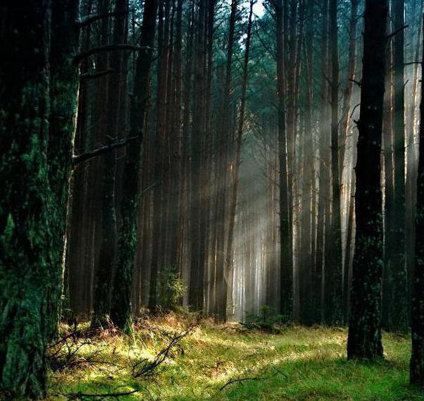 dichten undurchdringlichen Wald Windschutz