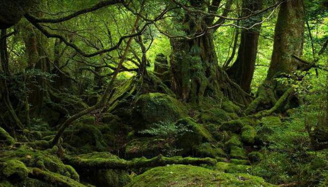 espesa, impenetrable bosque de dalyu