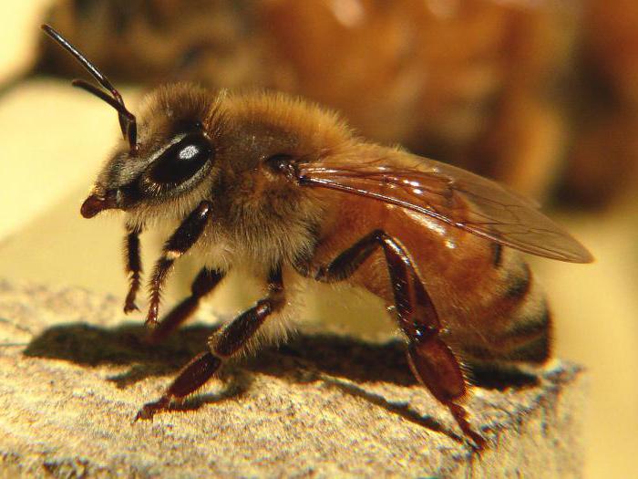 treatment of propolis on alcohol