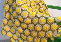 योजना के daisies crochet. Crochet: योजना और विवरण