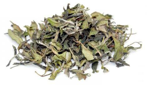 las hojas de té de arbusto