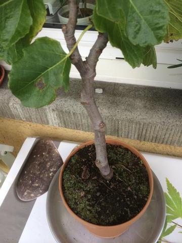 Fig growing in the home
