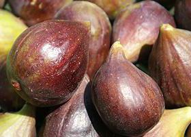 figs care and cultivation in house conditions