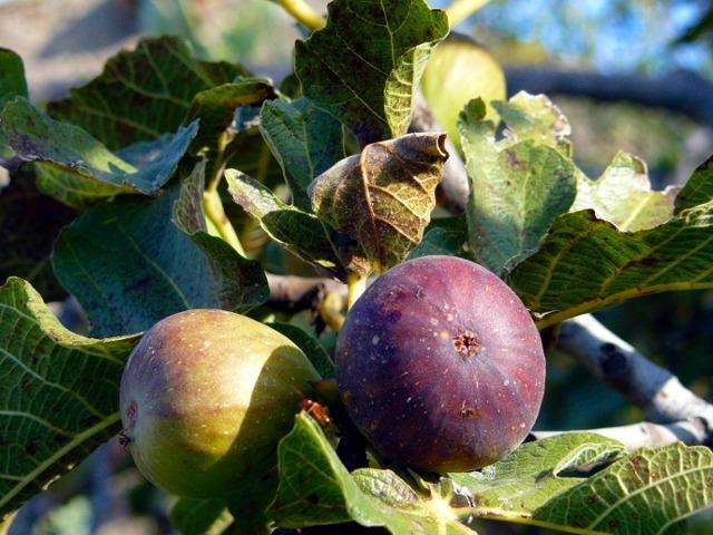 growing figs in the home from seed